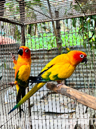 Sun conure adult paire ( DNA)